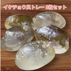 イケチョウ貝（池蝶貝） トレー 5枚セット 皿 シェルプレート①