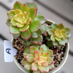 2025年最新】アエオニウムの人気アイテム - メルカリ