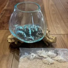 流木ガラス　オブジェ 花瓶 貝殻付き　多肉植物 アート作品 テラリウム 苔リウムのサムネイル
