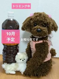 あみぐるみ　インテリア　トイプードル　ポメラニアン　羊毛フェルト風　予定