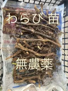 箱いっぱい　平凡なワラビの根　わらび根っこ　苗 わらびの根っこ ワラビ苗 - メルカリ