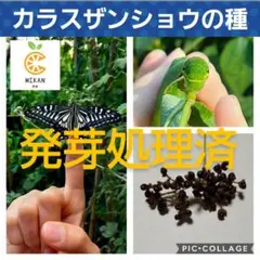 2025年最新】カラスザンショウの人気アイテム - メルカリ