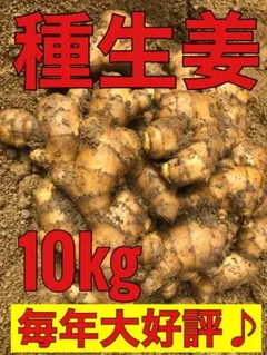 種生姜 在来マダレ生姜 4kg 千葉県産 農家直送 農薬未使用 - メルカリ