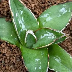 2026年最新】笹の雪 ダルマの人気アイテム - メルカリ