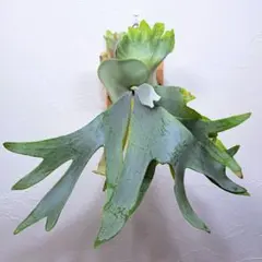 2025年最新】andinumの人気アイテム - メルカリ