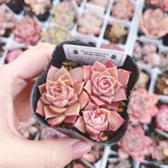 メルル様 リクエスト 2点 まとめ商品