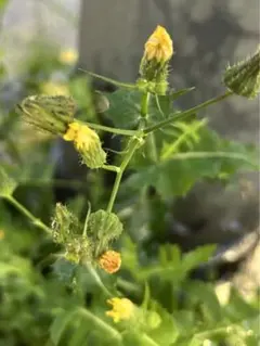 たんぽぽ、ノゲシ、ハルジオン、姫ジオン　お好きな物をどうぞ　根付き苗　１KG