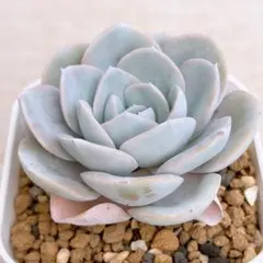 多肉植物　サンカルロス×ラウイ　抜き苗