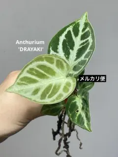 2025年最新】アンスリウム 種の人気アイテム - メルカリ