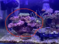 特大スタポメタリックグリーンマメスナギンチャクケヤリ付リアルライブ