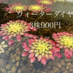 ウォーターダイヤ 3株 無農薬のサムネイル