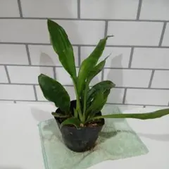 訳あり】サンスベリア Sansevieria Dragon Blue v - メルカリ