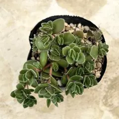 sew様 リクエスト 2点 まとめ商品