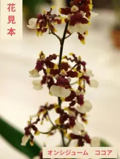 Onc. Cocoa 'Ceasar'　オンシジューム ココア　シーザー　ラ5のサムネイル
