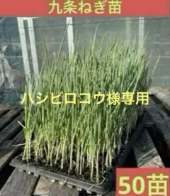 ハシビロコウ様 リクエスト 2点 まとめ商品