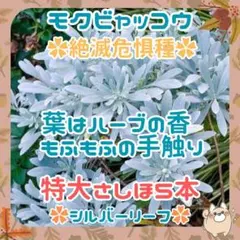 ✨aoisora様専用✨挿し穂(根なし)特大x5本②✨モクビャック