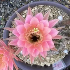 多肉植物 花サボテン白檀✨️新2号✨️カキコ3本✨️ - メルカリ