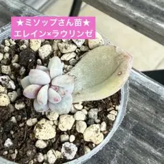 2026年最新】ミソップ苗の人気アイテム - メルカリ