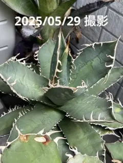 2026年最新】オテロイ 青葉の人気アイテム - メルカリ