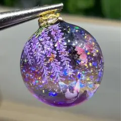 No.216 藤の花　藤　蝶