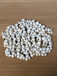 2025年最新】ナンキンハゼ の実の人気アイテム - メルカリ