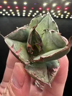 2025年最新】柊月 アガベの人気アイテム - メルカリ