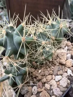 王冠竜　群生 2025年最新】王冠竜 群生の人気アイテム - メルカリ