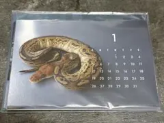 真夜中のビバリウム カレンダー 2025 MIDNIGHT VIVARIUMのサムネイル