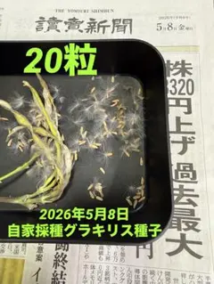 グラキリス現地球 ✮ラストセール✮22000円→19000円 Yahoo!オークション - 「パキポディウム グラキリス 現地球」の落札