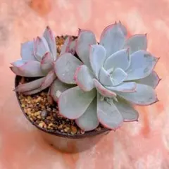 多肉植物♡カンテ 抜き苗 - メルカリ