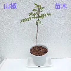 4124○実山椒900粒以上①送料込¥830［260526］ - メルカリ