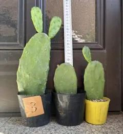 うちわサボテン　ノパル　食用サボテン