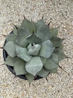 吉祥天(agave parryi var.huachucensis) #24 - メルカリ