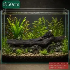アクアリウム用 流木 風山石6kg - メルカリ