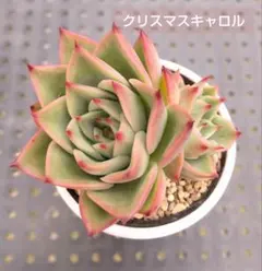 かりん様 リクエスト 2点 まとめ商品