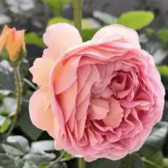 xxx.north.f.xxx様 リクエスト 2点 まとめ商品