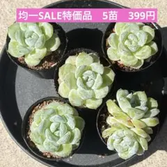 ꕤ ブルーベリー5苗 ꕤ 多肉植物 ꕤ 韓国苗 ꕤレア ꕤ - メルカリ