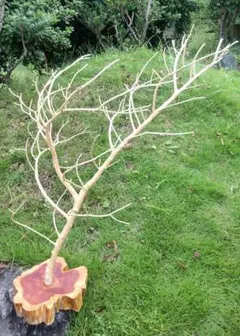 Item thumbnail for item 84dcde1a-8919-4f58-aa5c-019a891c9b8f