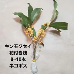 期間限定 金木犀 キンモクセイ 花付き枝 生花 お部屋の香りに