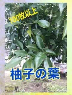 はな様 リクエスト 3点 まとめ商品