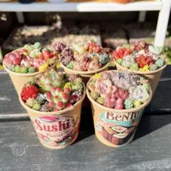 59 多肉植物の小さな寄せ植え☆そのまま飾れる☆5コセット☆期間限定・速達