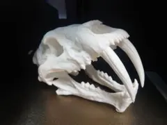 Item thumbnail for item a146194c-9e41-4d4f-9028-9a8f63a1784c