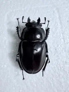 2026年最新】ヤエヤママルバネの人気アイテム - メルカリ