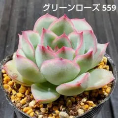 多肉植物 グロブローサ×ヒューミリス カット苗③ - メルカリ
