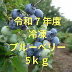 ☆令和7年 生ブルーベリー☆農薬不使用 5㌔ HIDEING ☆令和7年 生ブルーベリー☆農薬不使用 5㌔ HIDEING様専用 - メルカリ