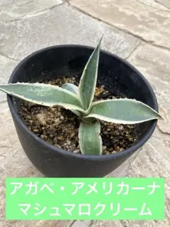 2025年最新】アガベ マシュマロクリームの人気アイテム - メルカリ