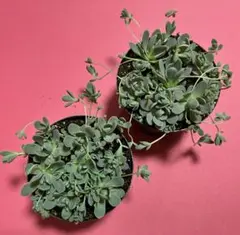 다육식물 연꽃씨 화분 2개, 모종 모두 제거 C