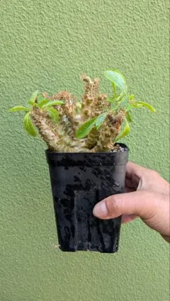 ぷ*ん様 エンコリリウム ペディセラツム カキコ 未発根 - メルカリ