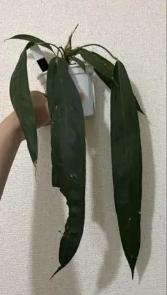 い*5様 アンスリウム　ウェンドリンゲリのサムネイル