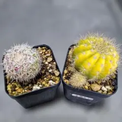 2026年最新】サボテン、の人気アイテム - メルカリ